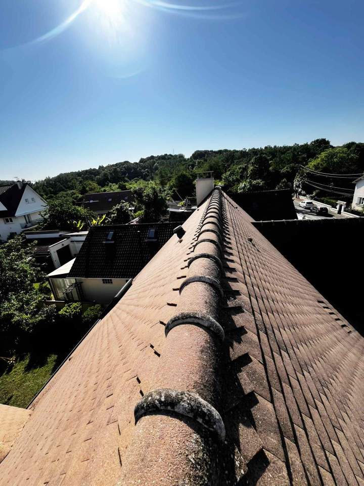 Crête de coq Éragny